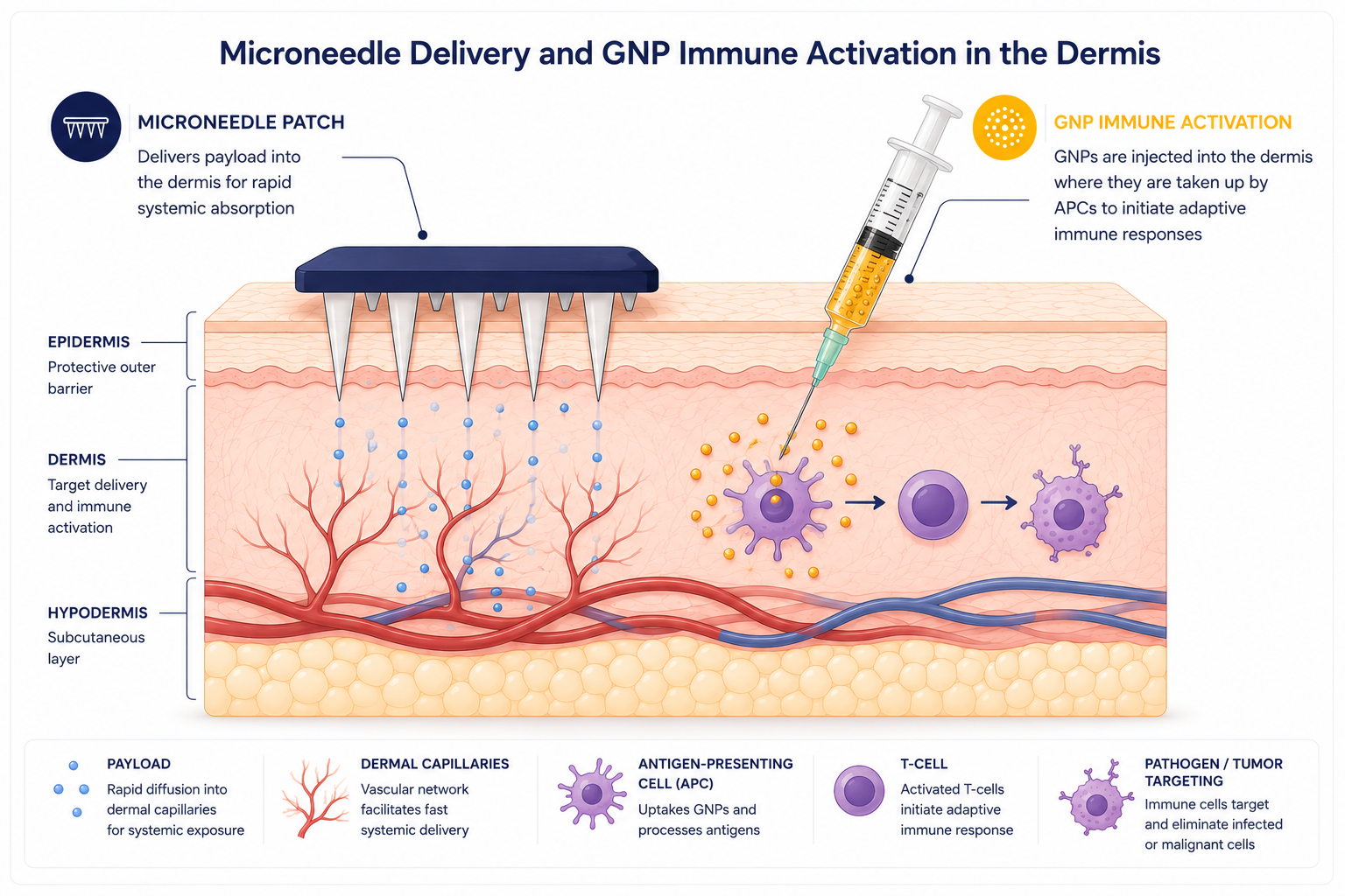 Microneedle + GNP dermis